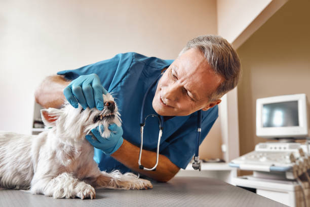 Best Emergency Care for Gum Disease in Greenville, RI